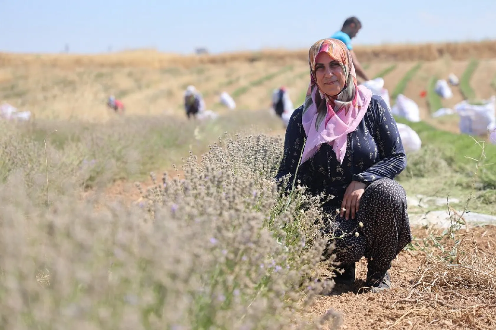 Gelin ve görümce'den lavanta yatırımı: Elazığ'da 12 dönümde üçüncü hasat