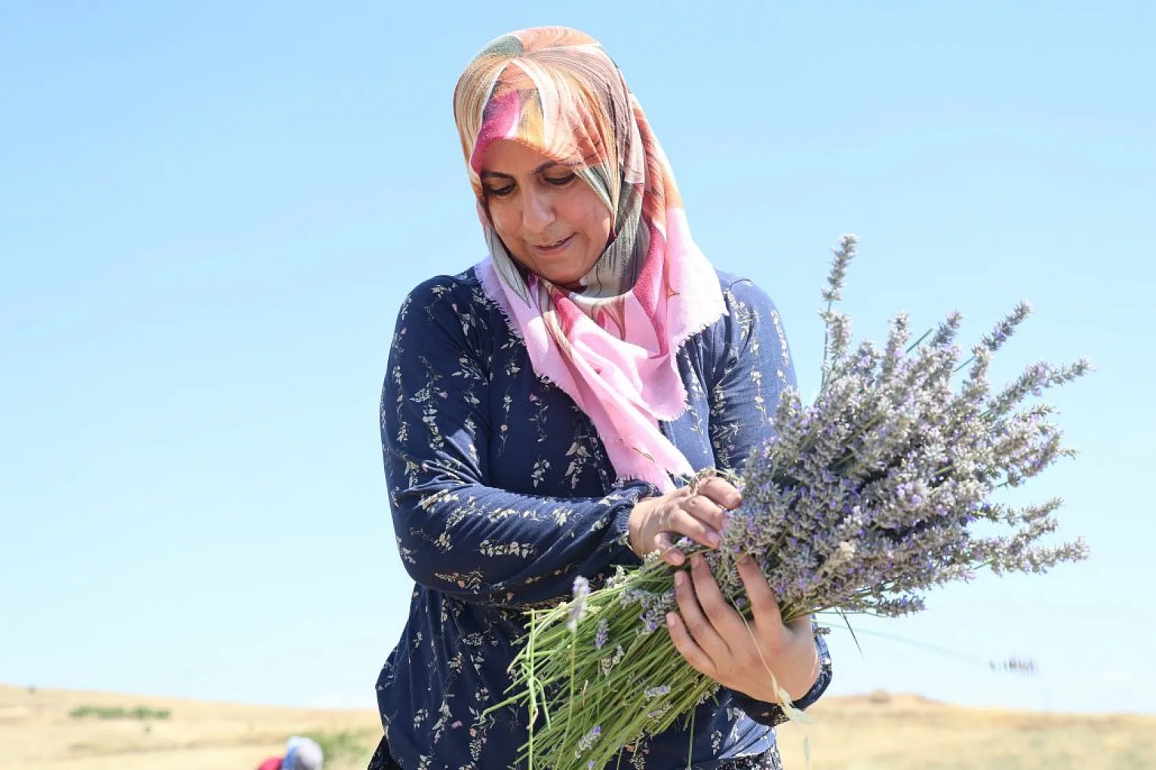 Gelin ve görümce'den lavanta yatırımı: Elazığ'da 12 dönümde üçüncü hasat