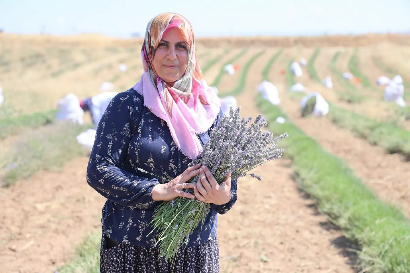 Gelin ve görümce'den lavanta yatırımı: Elazığ'da 12 dönümde üçüncü hasat