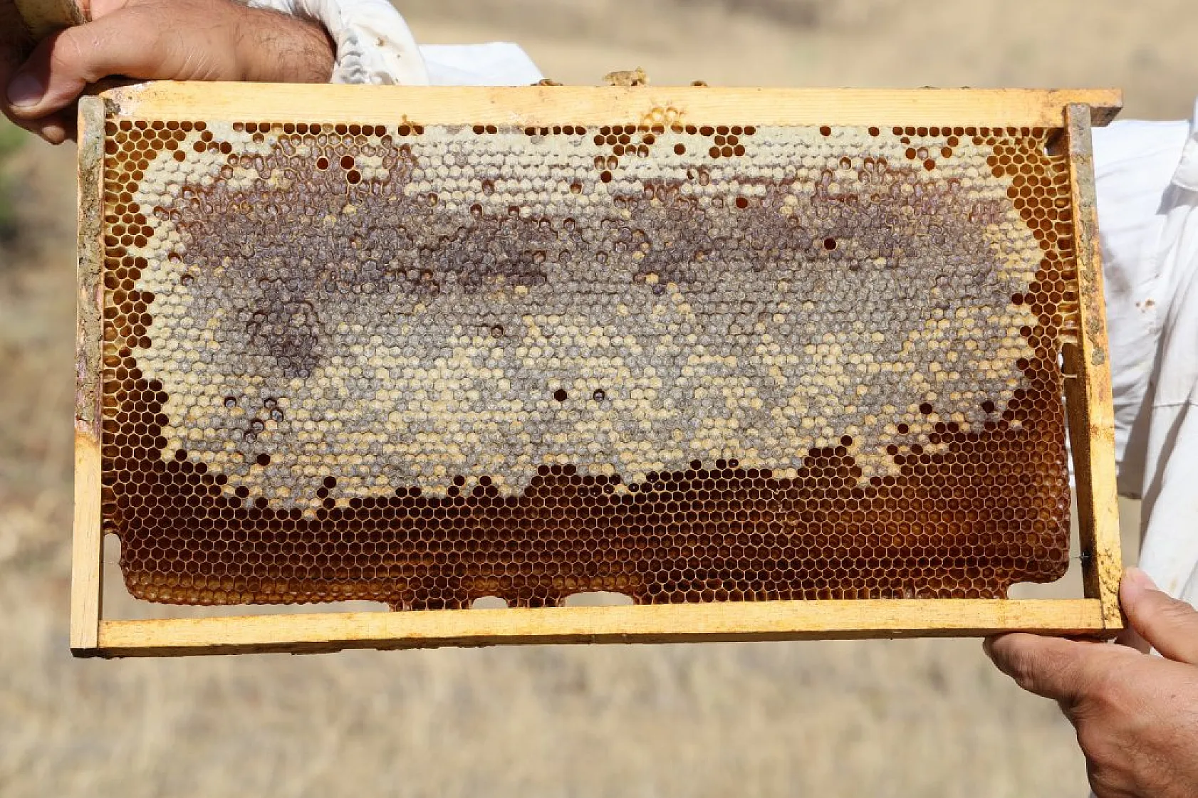 Elazığ'da bal üretiminde büyük düşüş: İklim değişikliği arıcılığı tehdit ediyor!