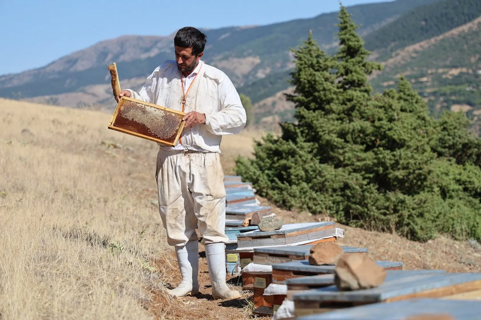 Elazığ'da bal üretiminde büyük düşüş: İklim değişikliği arıcılığı tehdit ediyor!