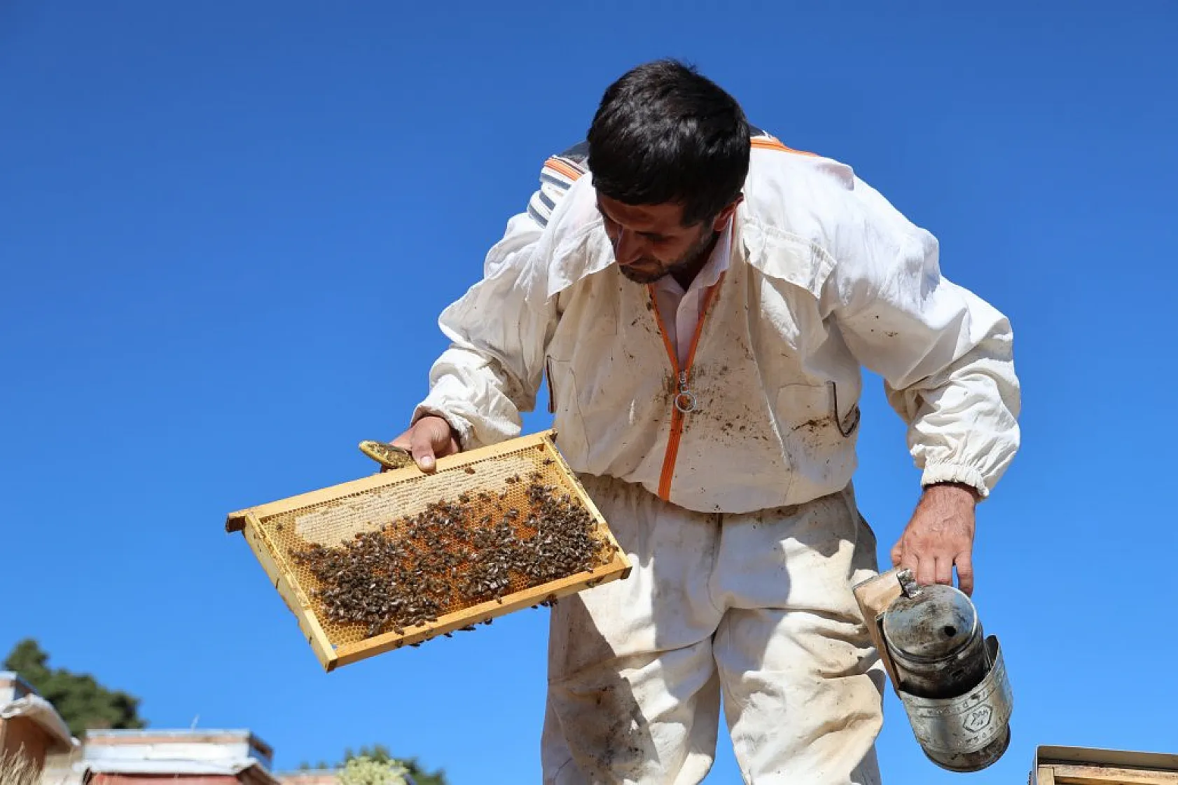 Elazığ'da bal üretiminde büyük düşüş: İklim değişikliği arıcılığı tehdit ediyor!