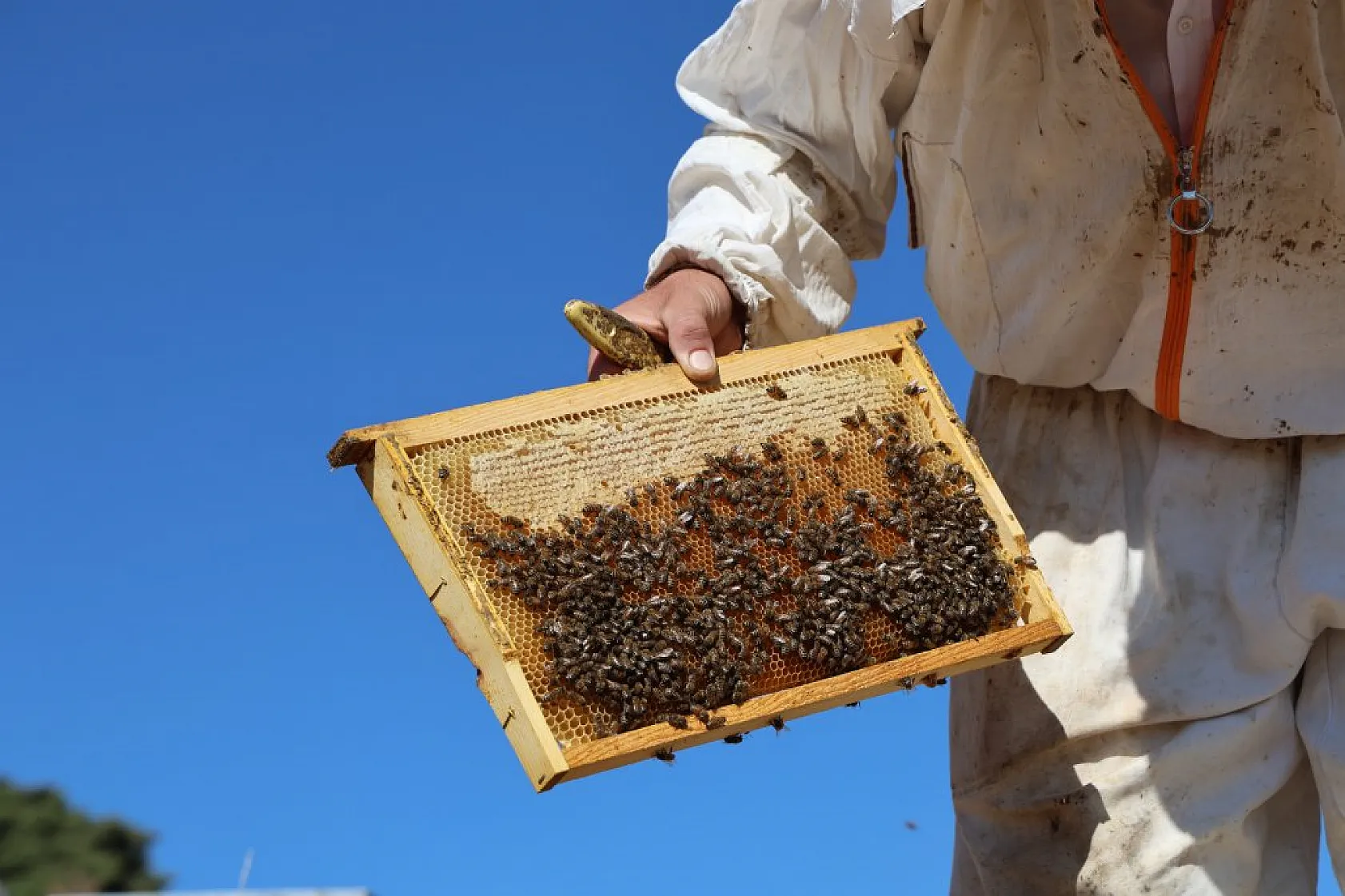 Elazığ'da bal üretiminde büyük düşüş: İklim değişikliği arıcılığı tehdit ediyor!