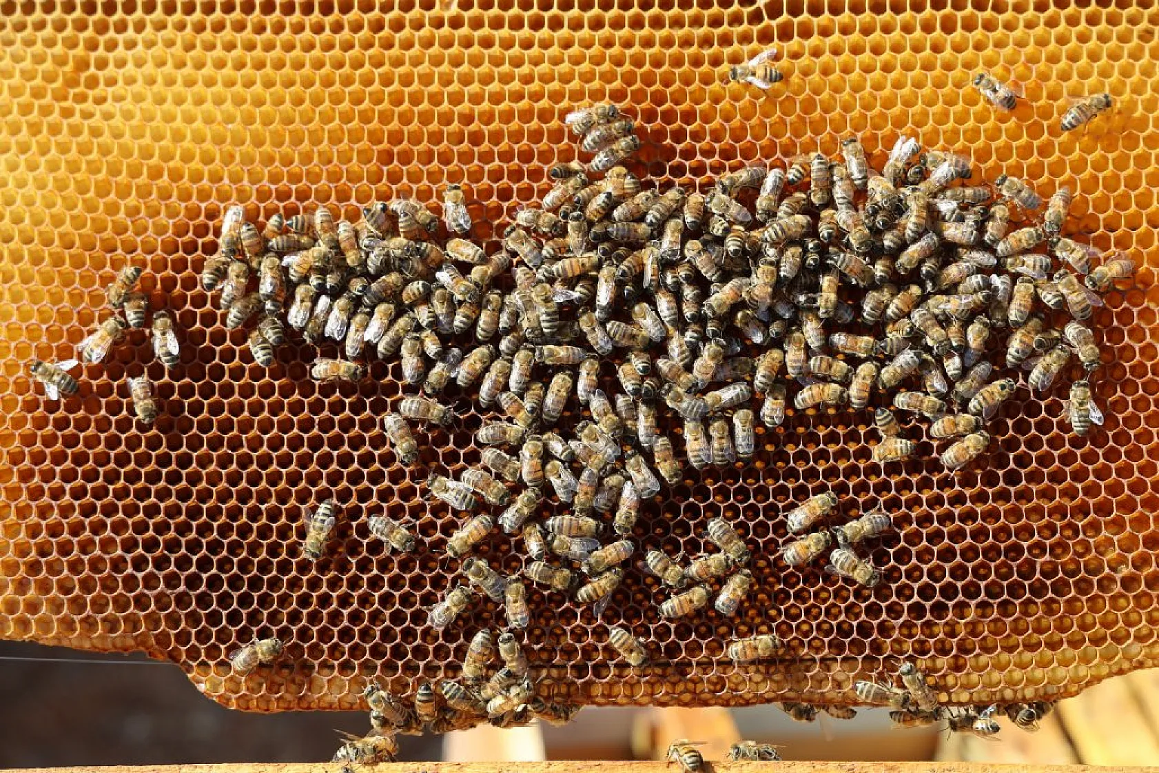 Elazığ'da bal üretiminde büyük düşüş: İklim değişikliği arıcılığı tehdit ediyor!