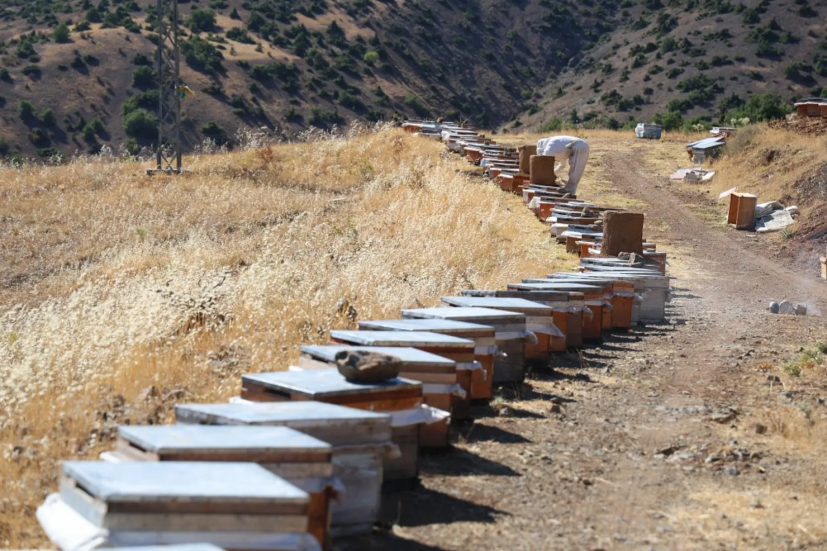 Elazığ'da bal üretiminde büyük düşüş: İklim değişikliği arıcılığı tehdit ediyor!