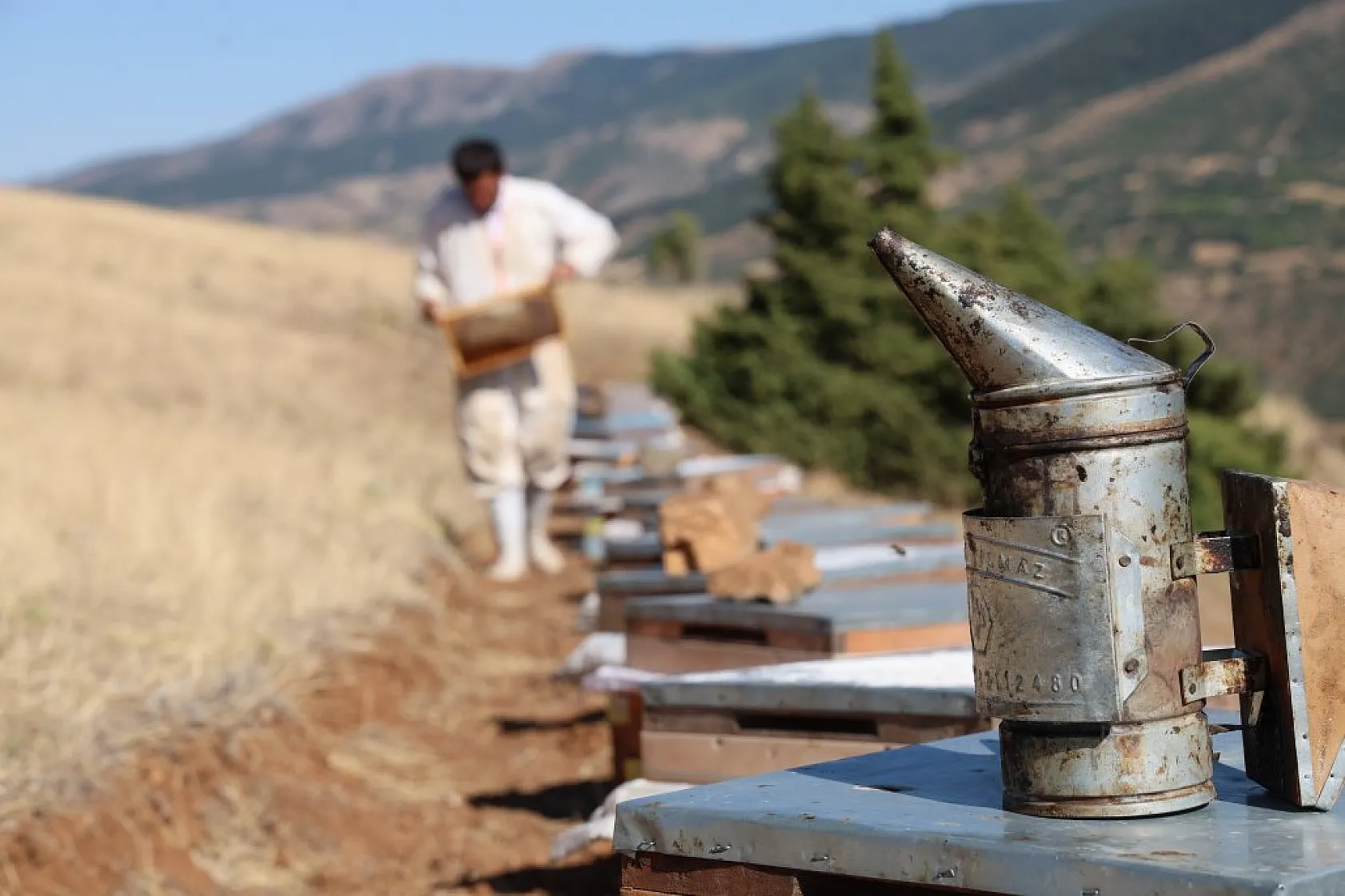Elazığ'da bal üretiminde büyük düşüş: İklim değişikliği arıcılığı tehdit ediyor!