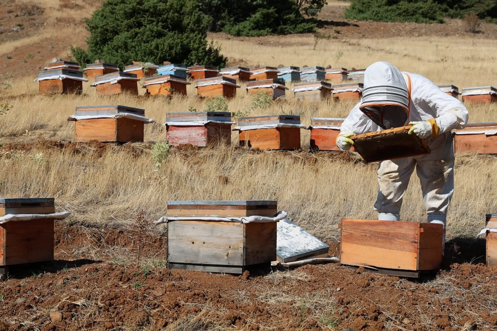 Elazığ'da bal üretiminde büyük düşüş: İklim değişikliği arıcılığı tehdit ediyor!