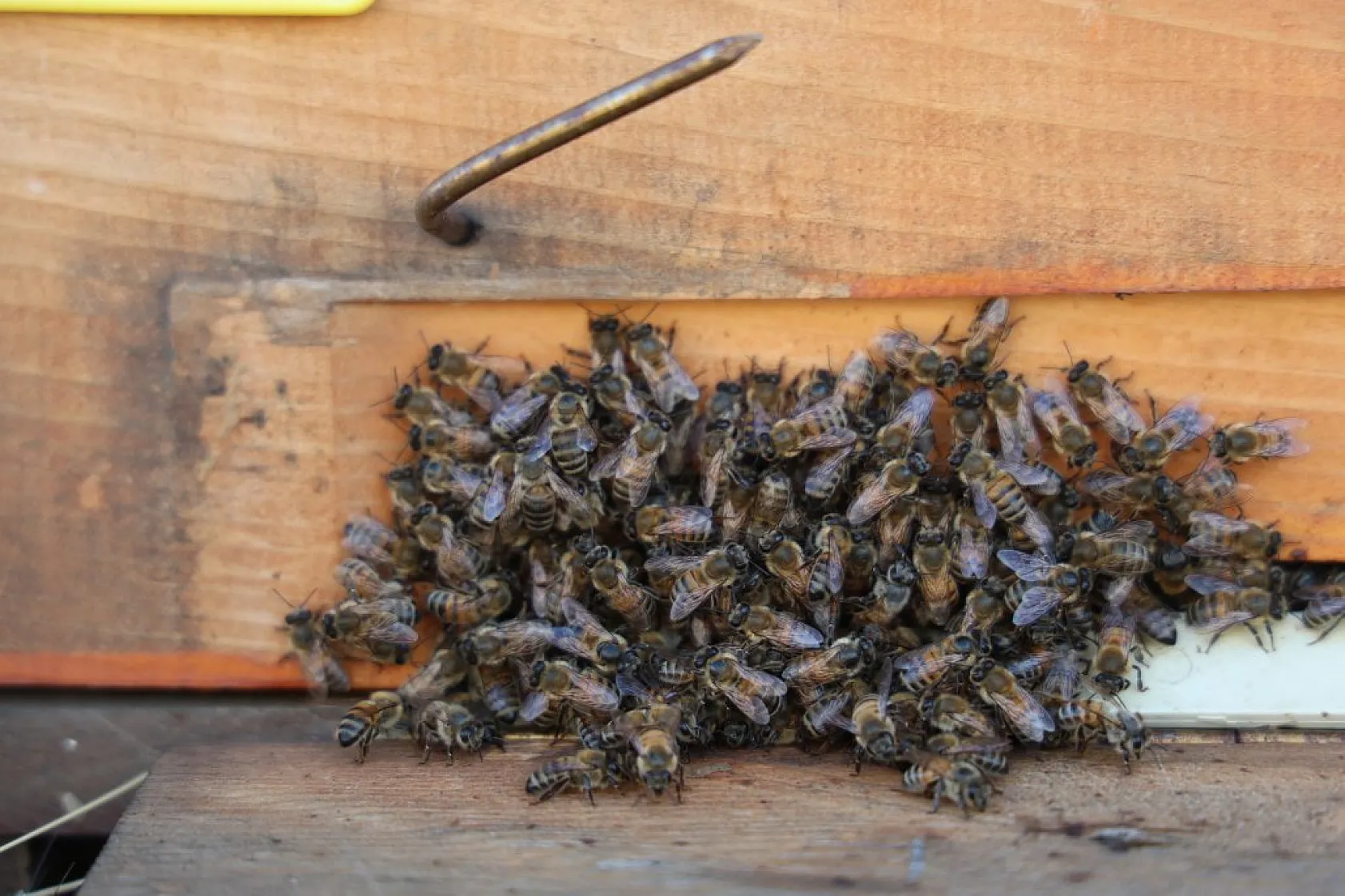 Elazığ'da bal üretiminde büyük düşüş: İklim değişikliği arıcılığı tehdit ediyor!