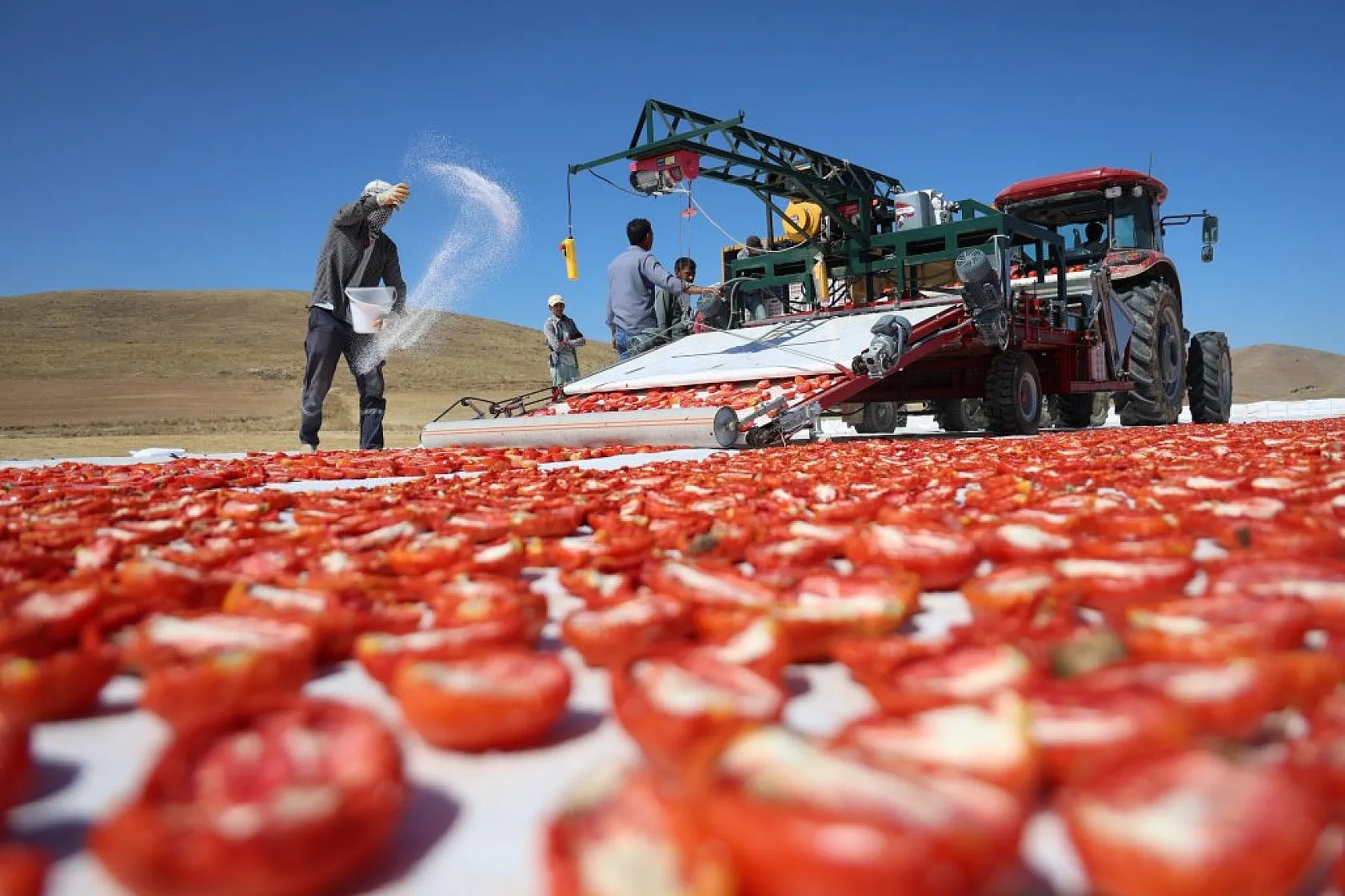 Elazığ'da domates hasadı başladı: 600 işçi ile 20 bin ton rekolte hedefi!