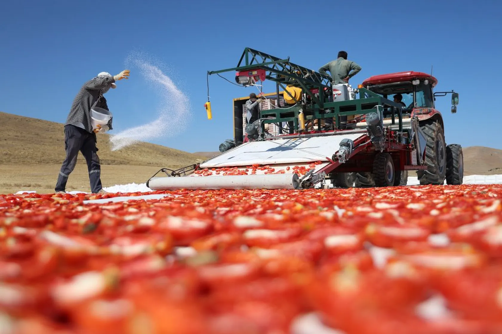 Elazığ'da domates hasadı başladı: 600 işçi ile 20 bin ton rekolte hedefi!