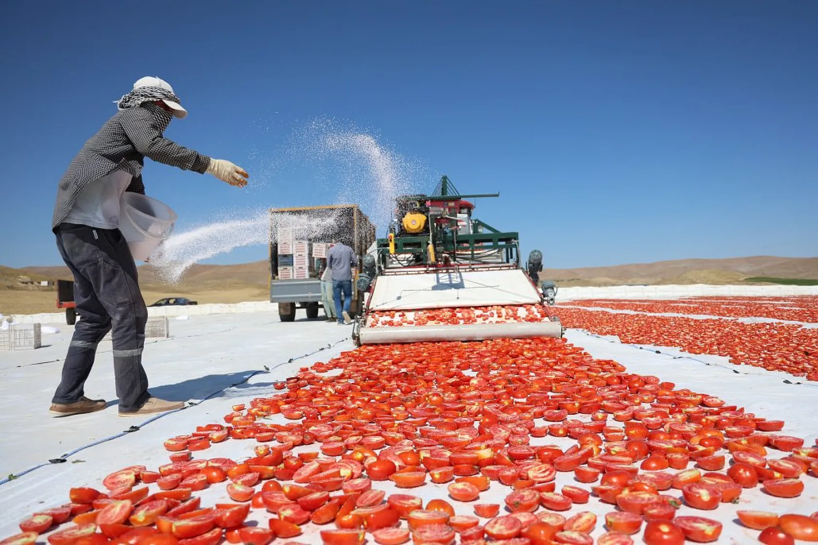Elazığ'da domates hasadı başladı: 600 işçi ile 20 bin ton rekolte hedefi!
