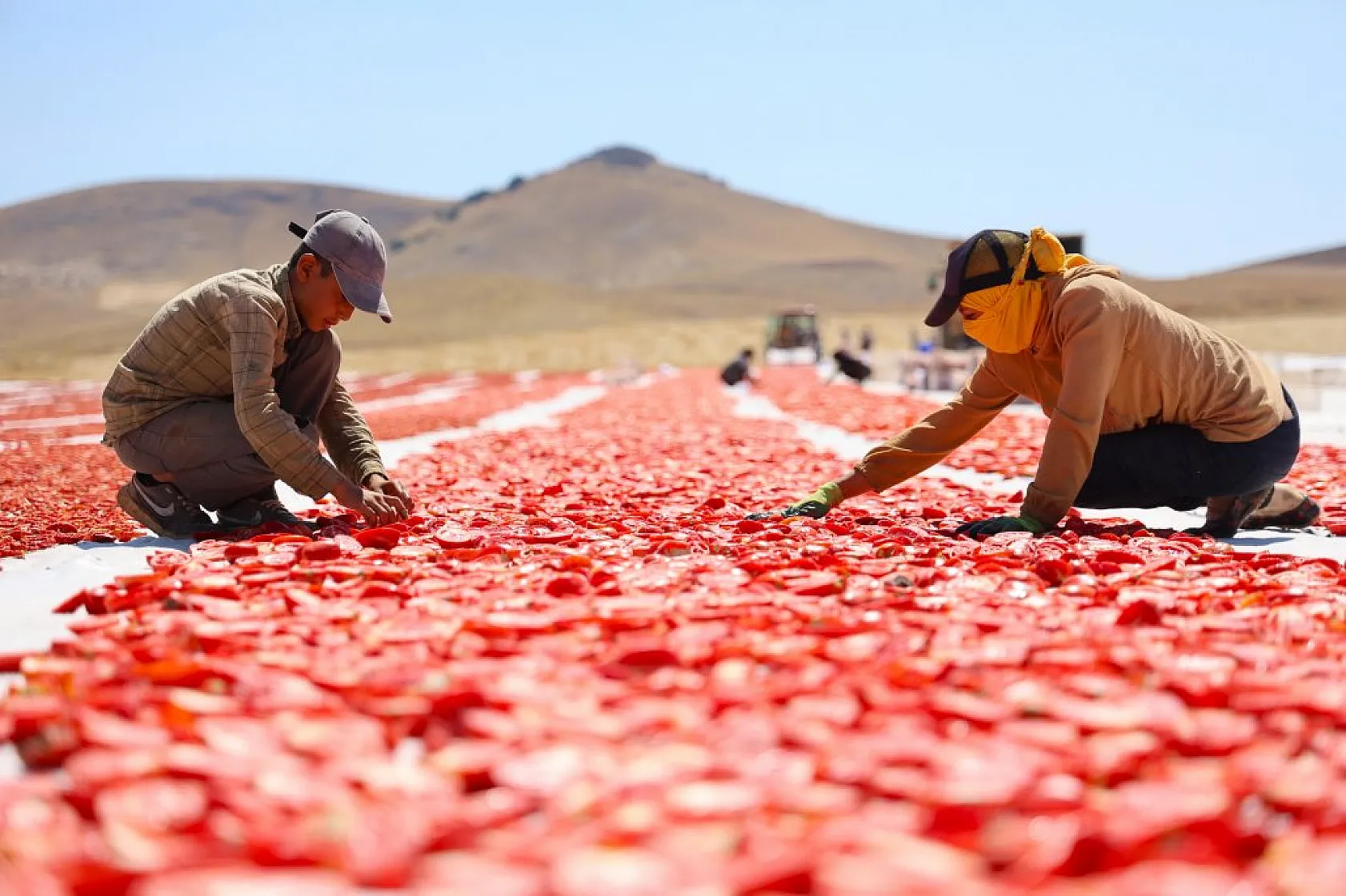 Elazığ'da domates hasadı başladı: 600 işçi ile 20 bin ton rekolte hedefi!