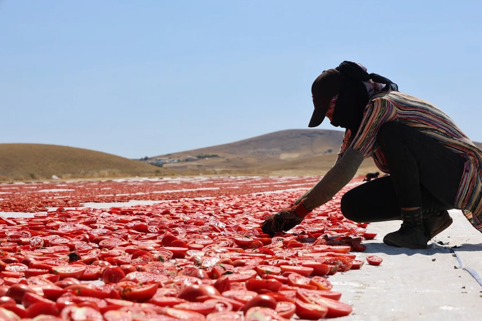 Elazığ'da domates hasadı başladı: 600 işçi ile 20 bin ton rekolte hedefi!
