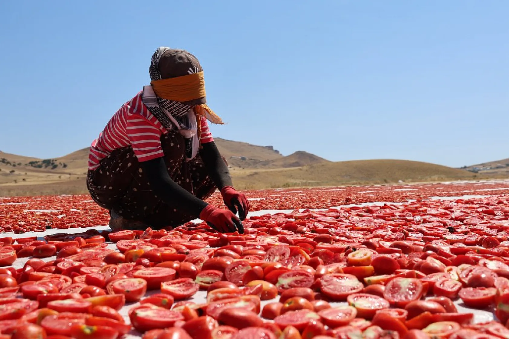 Elazığ'da domates hasadı başladı: 600 işçi ile 20 bin ton rekolte hedefi!