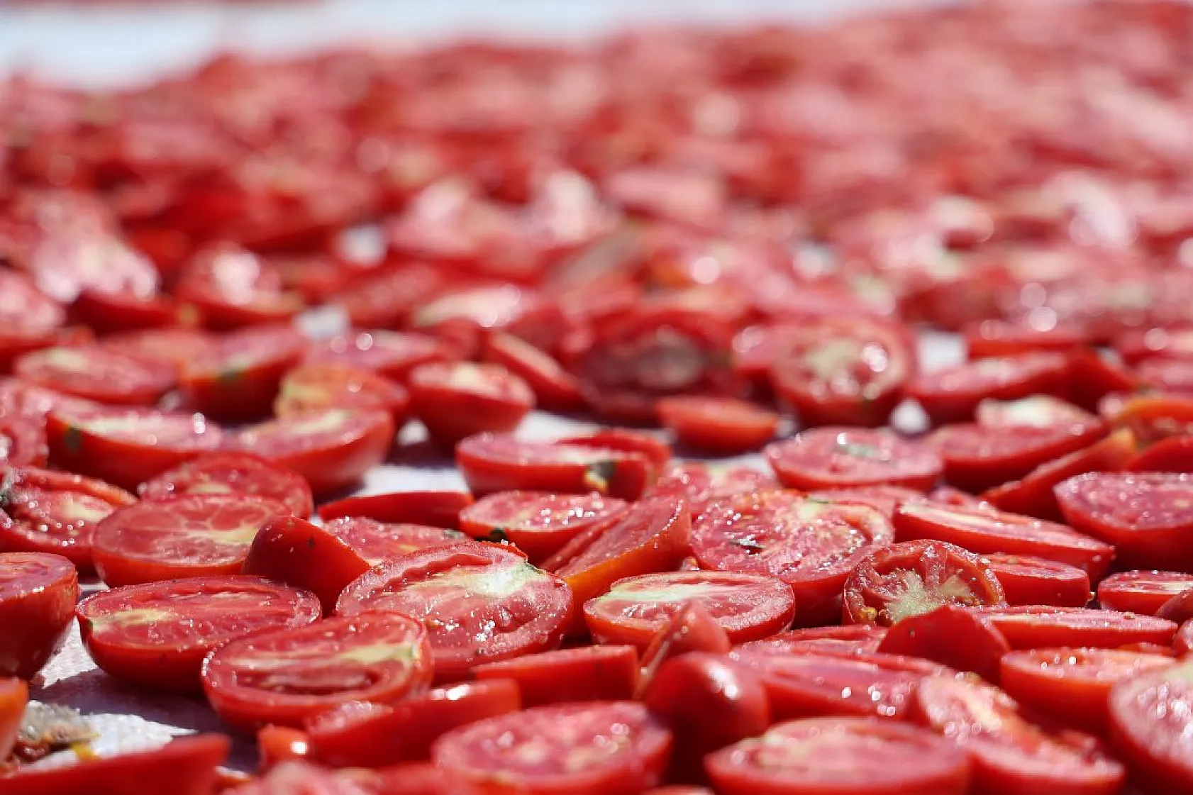 Elazığ'da domates hasadı başladı: 600 işçi ile 20 bin ton rekolte hedefi!