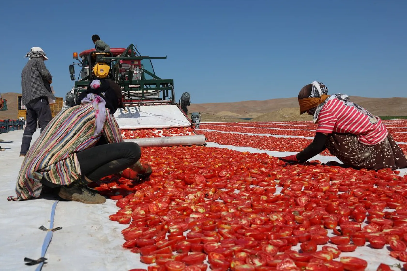 Elazığ'da domates hasadı başladı: 600 işçi ile 20 bin ton rekolte hedefi!