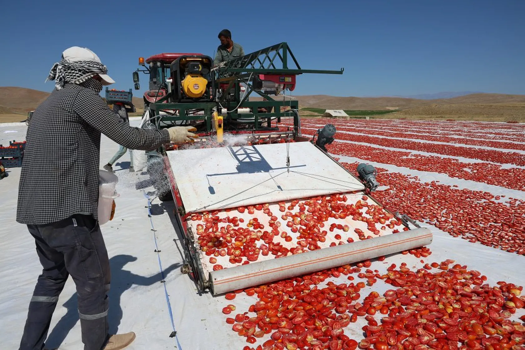 Elazığ'da domates hasadı başladı: 600 işçi ile 20 bin ton rekolte hedefi!