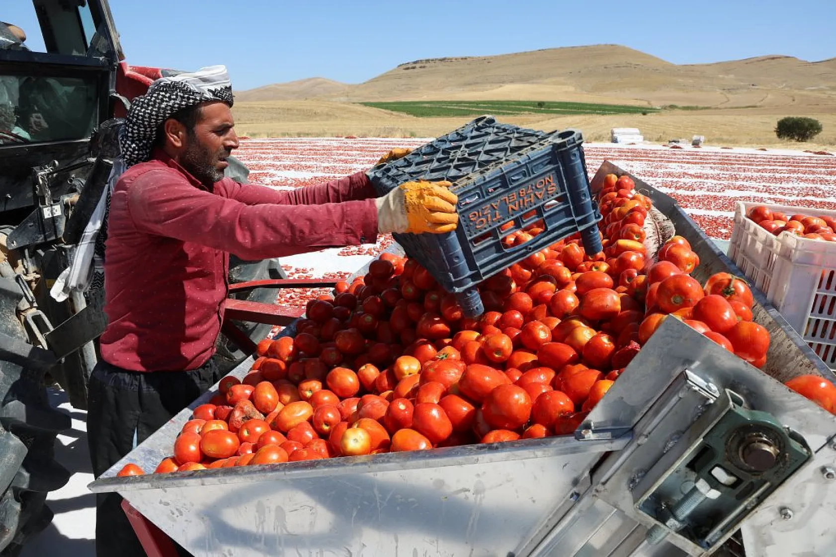 Elazığ'da domates hasadı başladı: 600 işçi ile 20 bin ton rekolte hedefi!