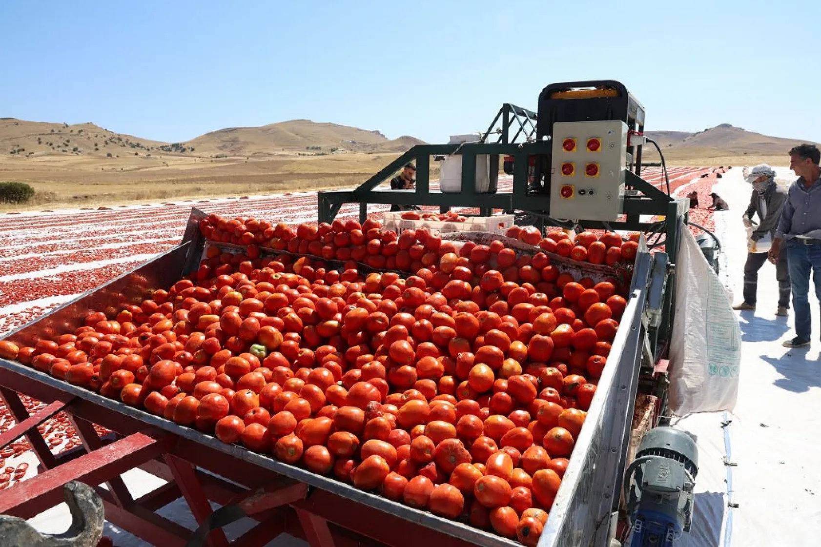Elazığ'da domates hasadı başladı: 600 işçi ile 20 bin ton rekolte hedefi!