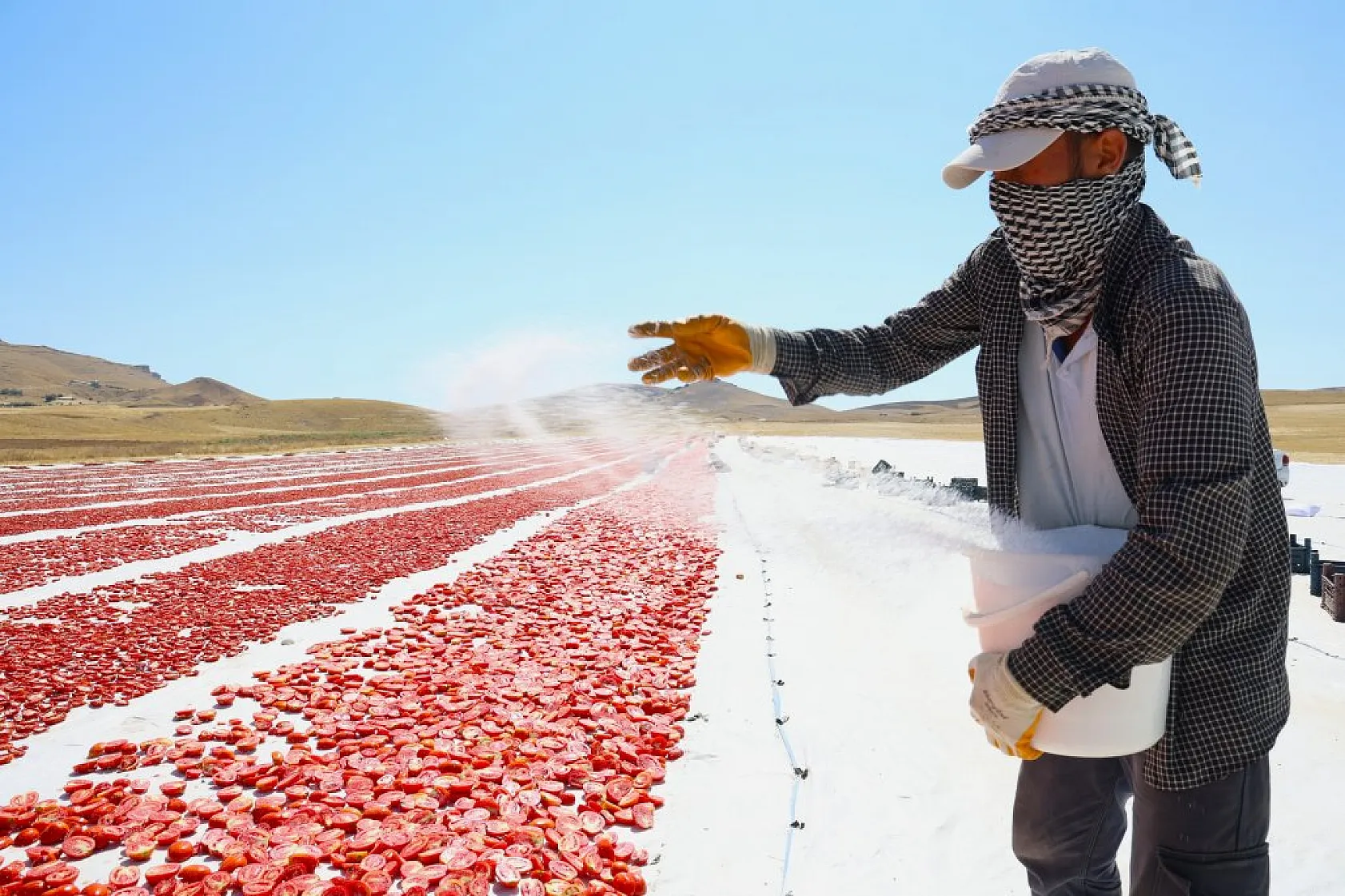 Elazığ'da domates hasadı başladı: 600 işçi ile 20 bin ton rekolte hedefi!