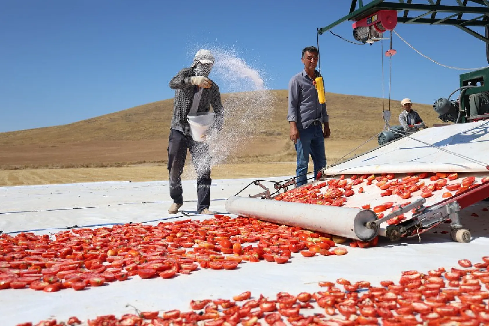 Elazığ'da domates hasadı başladı: 600 işçi ile 20 bin ton rekolte hedefi!