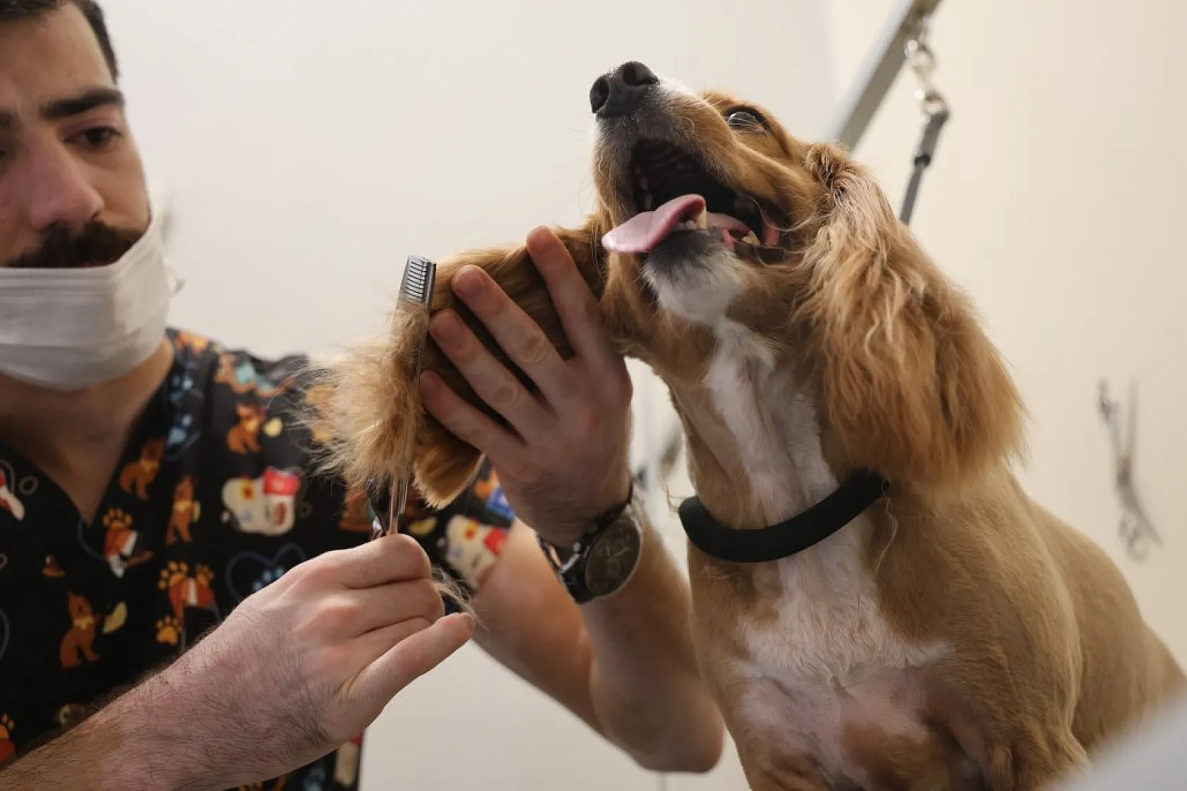 Elazığ'da bölgenin ilk ve tek pet kuaförüne yoğun ilgi!