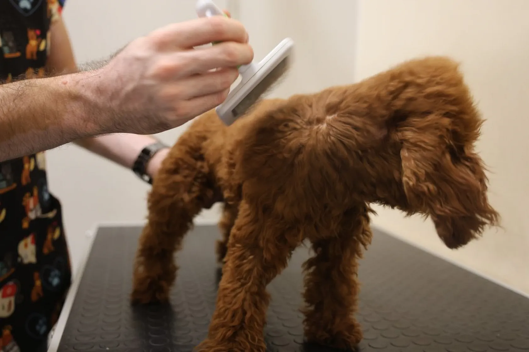 Elazığ'da bölgenin ilk ve tek pet kuaförüne yoğun ilgi!