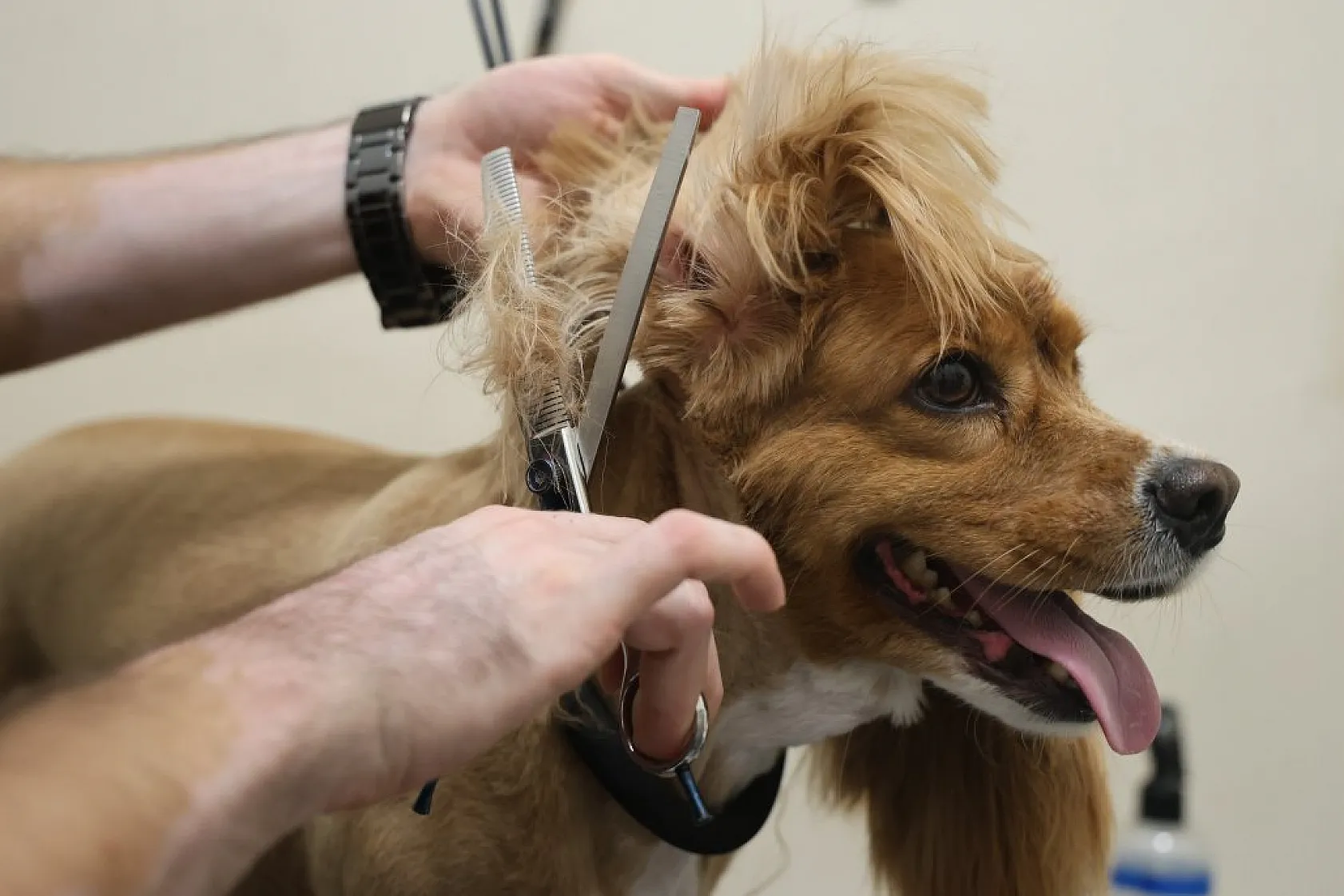 Elazığ'da bölgenin ilk ve tek pet kuaförüne yoğun ilgi!
