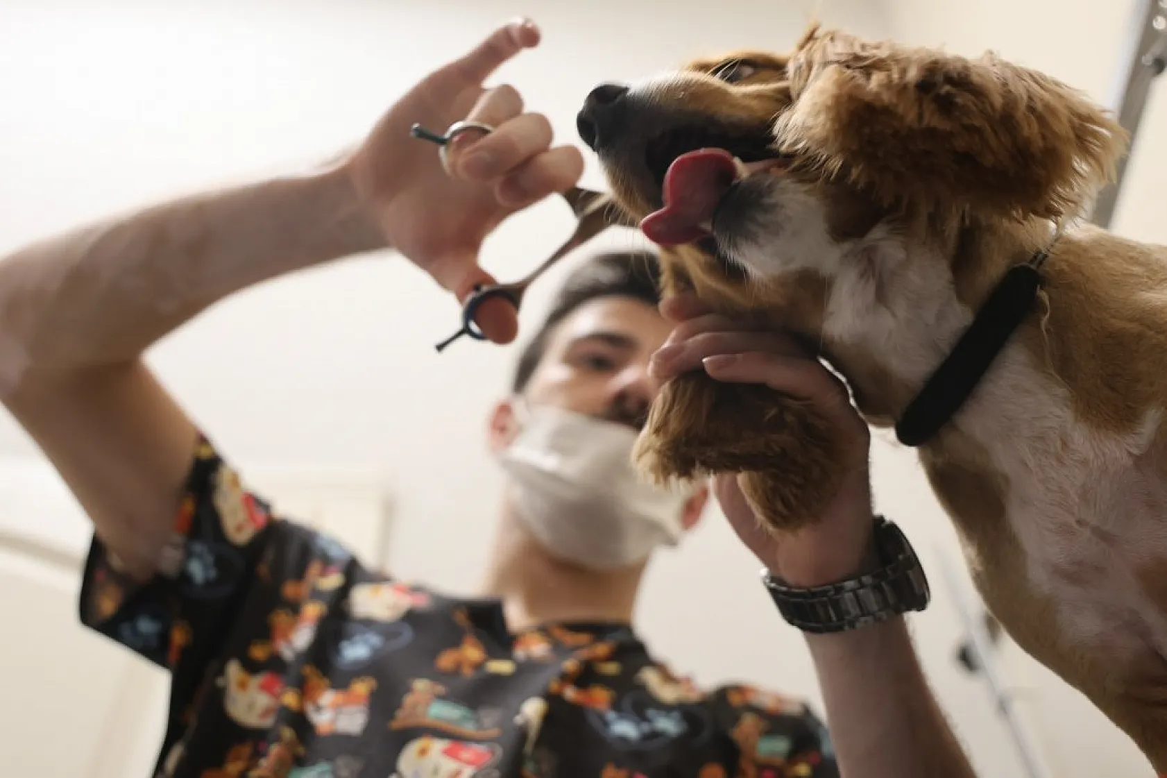 Elazığ'da bölgenin ilk ve tek pet kuaförüne yoğun ilgi!