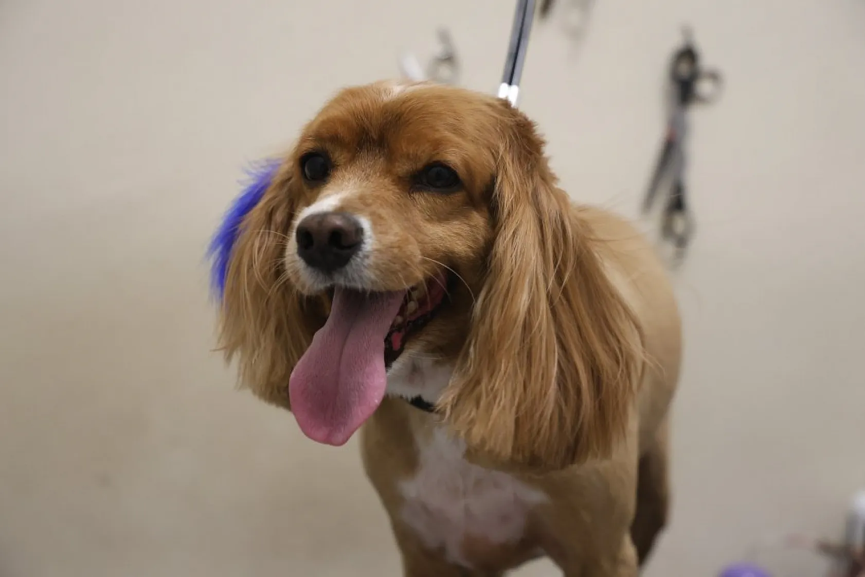 Elazığ'da bölgenin ilk ve tek pet kuaförüne yoğun ilgi!