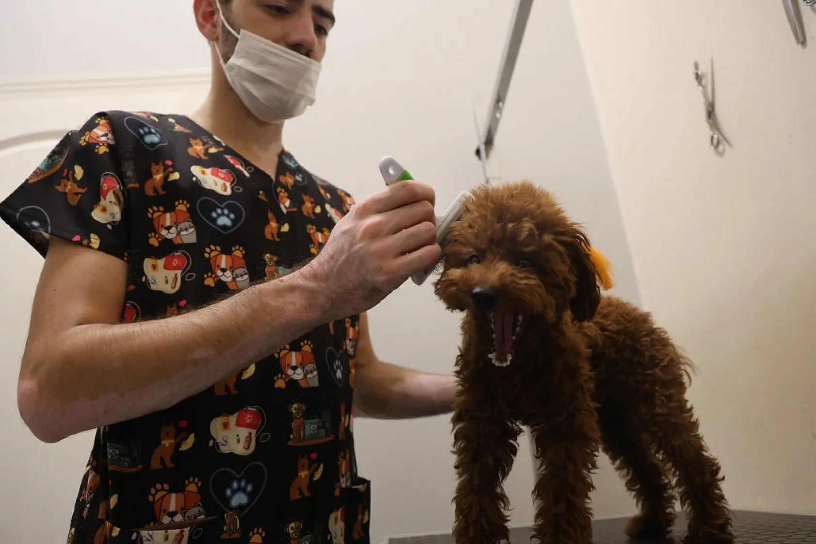 Elazığ'da bölgenin ilk ve tek pet kuaförüne yoğun ilgi!