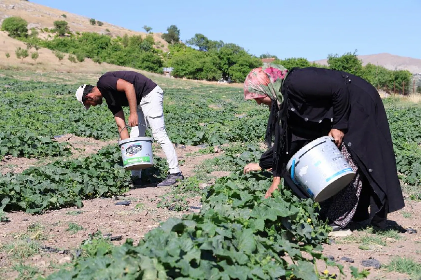 Elazığ'da Örnek Girişim: Doğal Salatalıkla Hem Geçim Hem Eğitim!