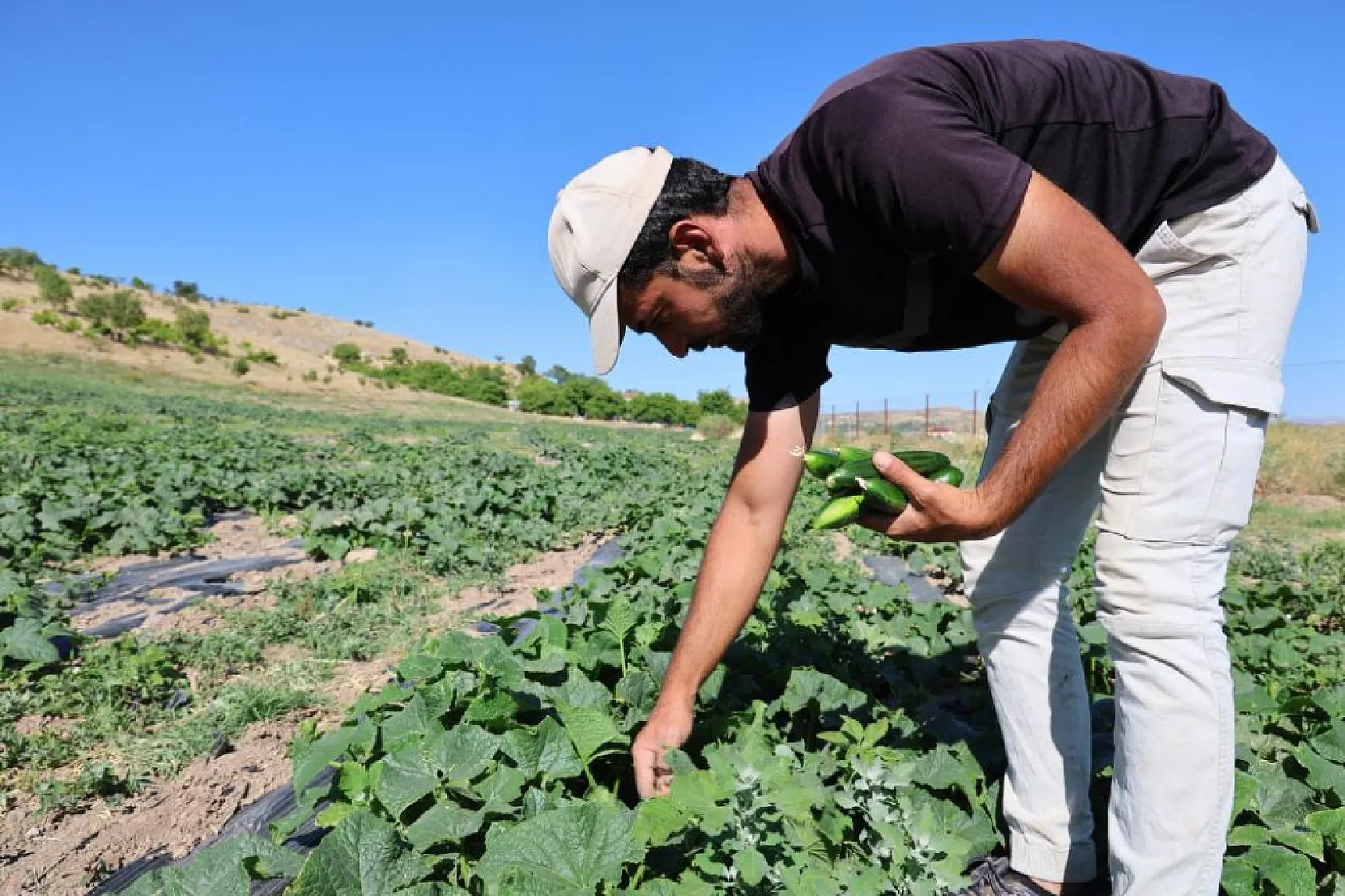 Elazığ'da Örnek Girişim: Doğal Salatalıkla Hem Geçim Hem Eğitim!