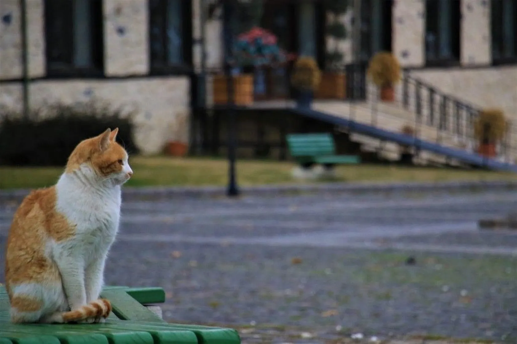 Sessizliğe bürünen Harput'ta sonbahar güzelliği