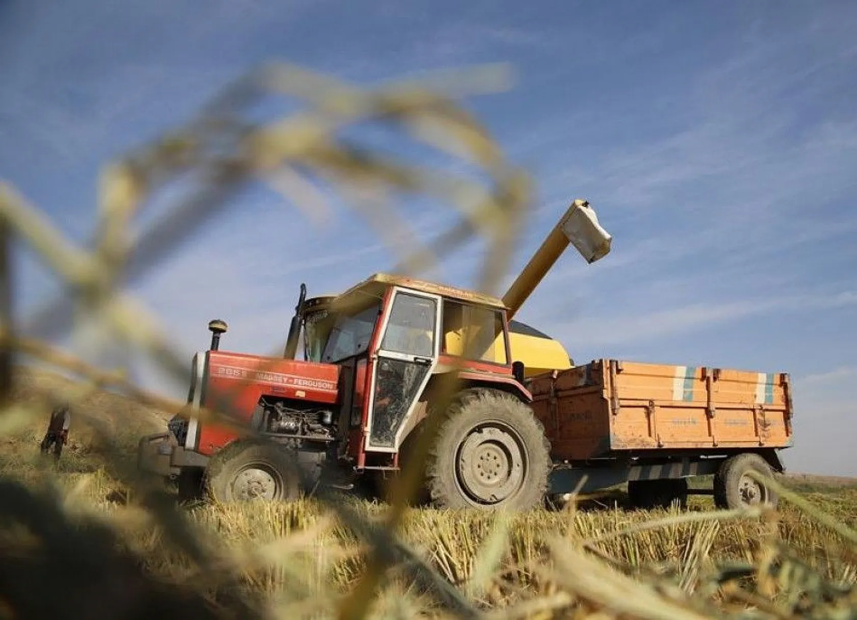 150 gün suyun içinde yetişen pirinçte hasat zamanı