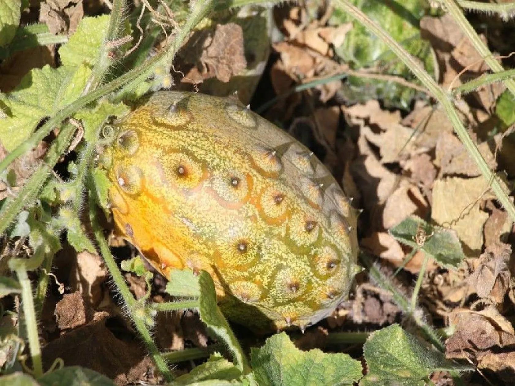 Bölgede ilki başardı, tropik Afrika meyvesi olan Kivano'yu yetiştirdi