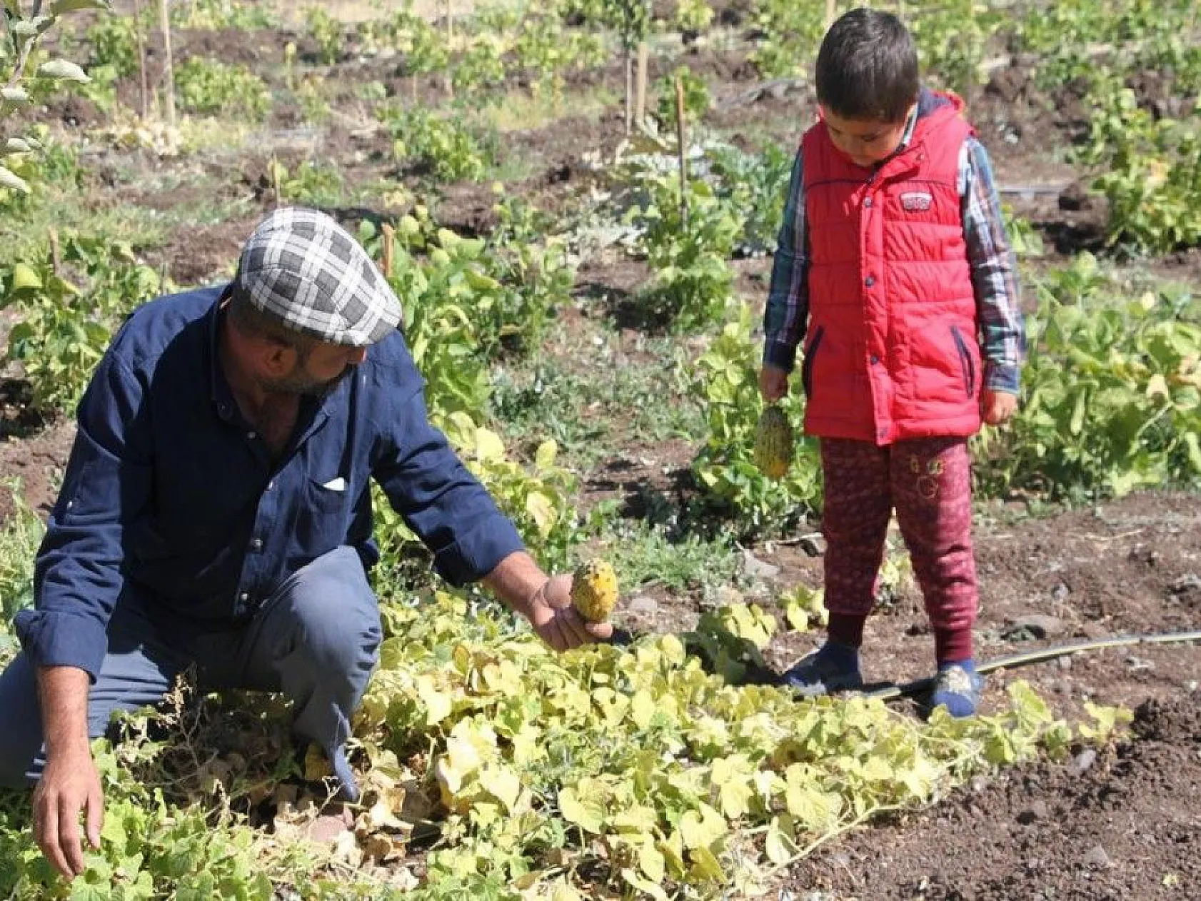 Bölgede ilki başardı, tropik Afrika meyvesi olan Kivano'yu yetiştirdi