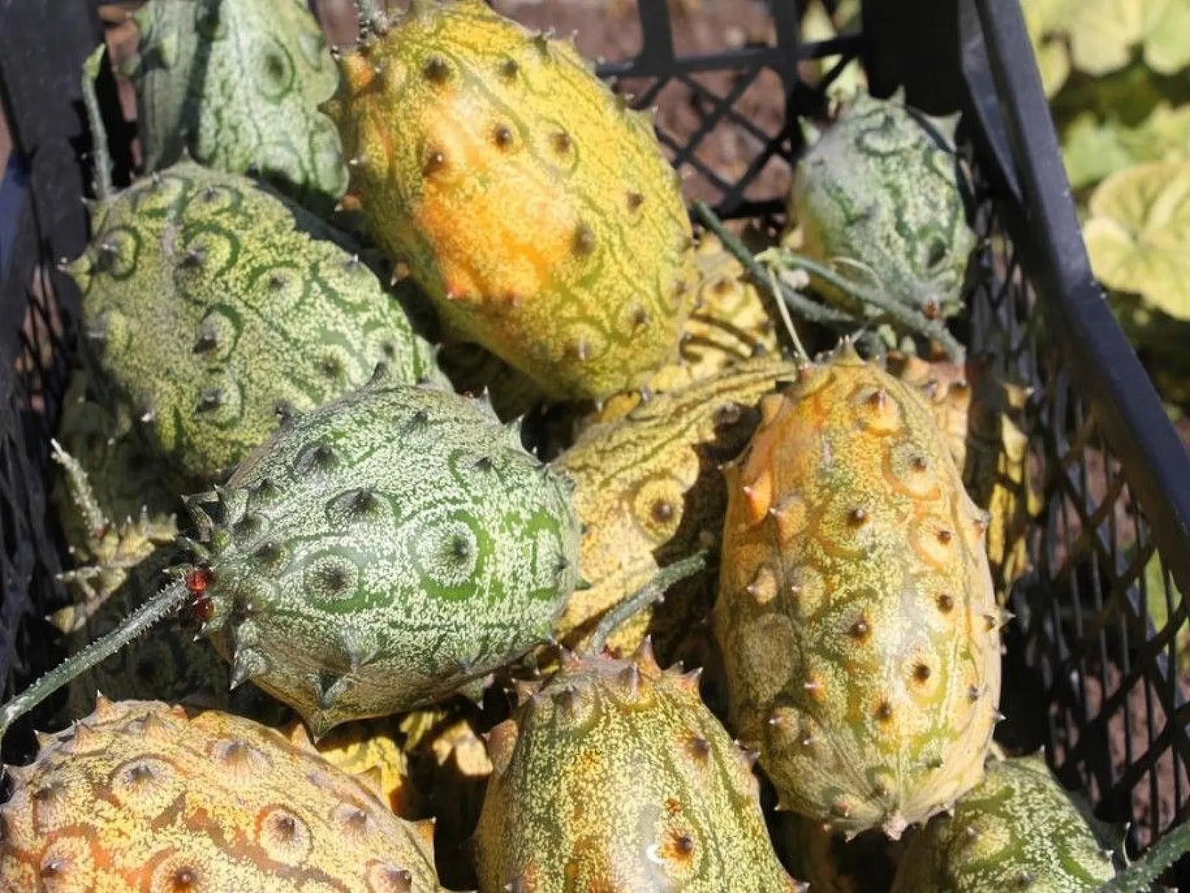 Bölgede ilki başardı, tropik Afrika meyvesi olan Kivano'yu yetiştirdi