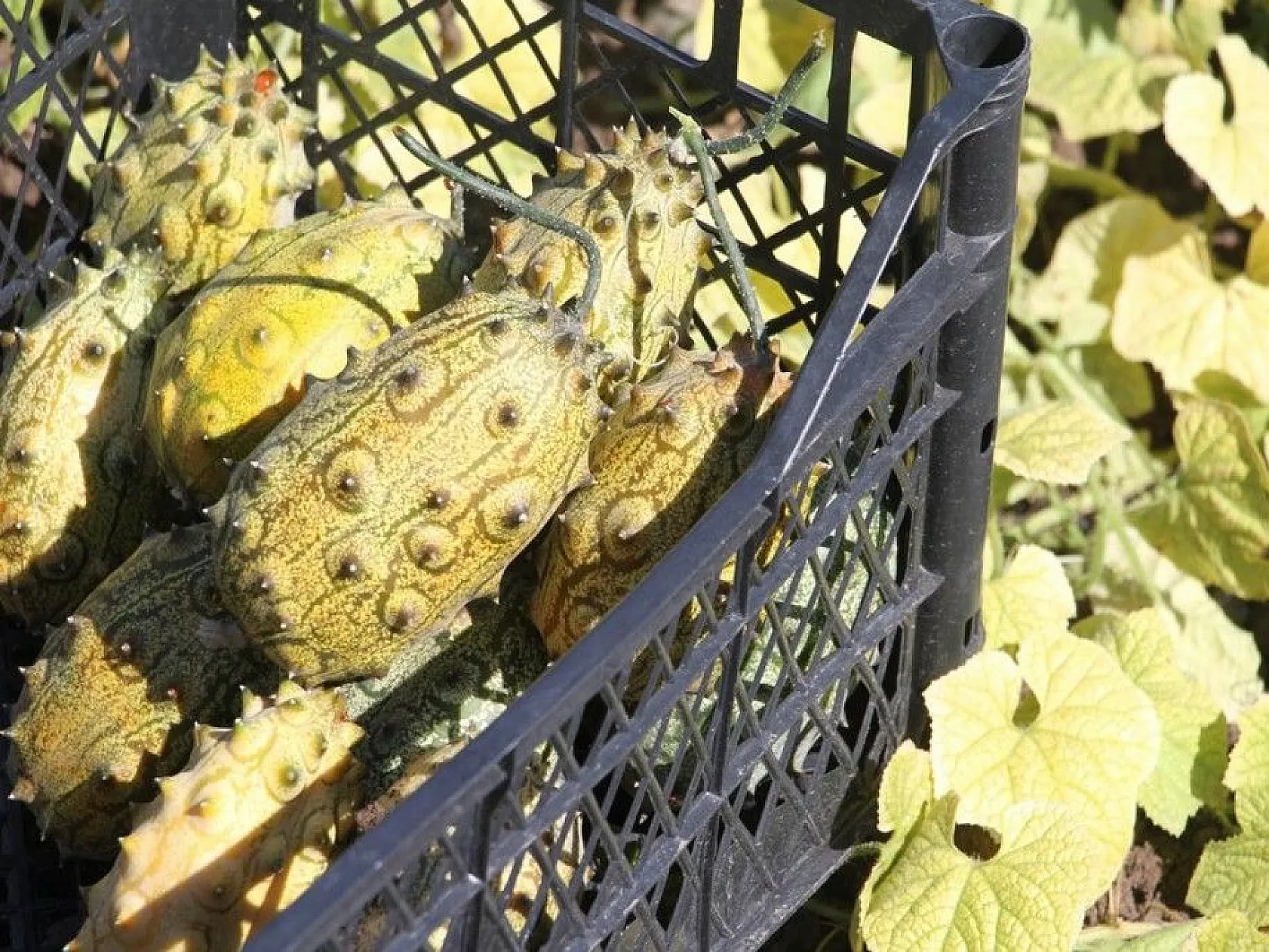 Bölgede ilki başardı, tropik Afrika meyvesi olan Kivano'yu yetiştirdi