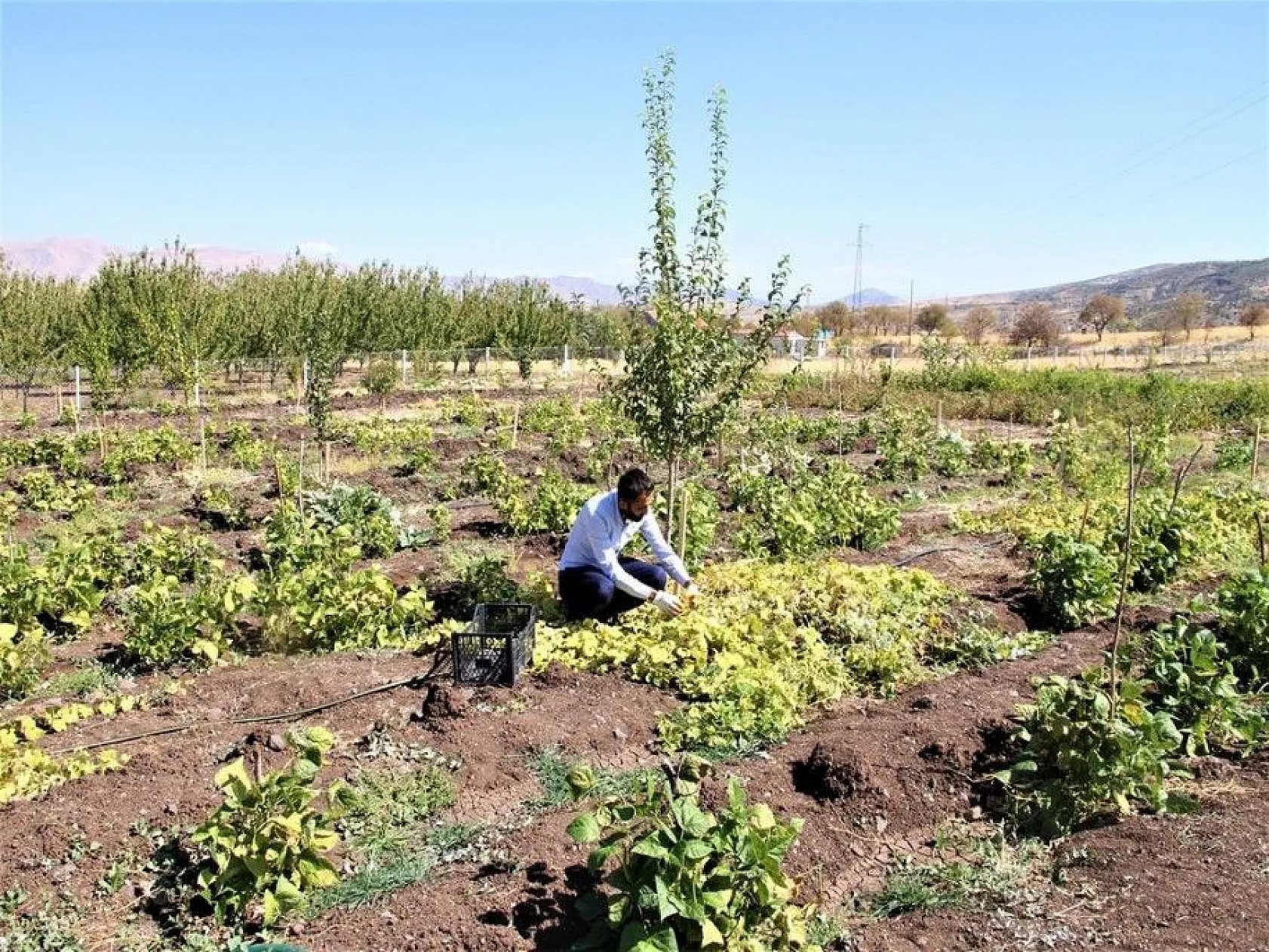 Bölgede ilki başardı, tropik Afrika meyvesi olan Kivano'yu yetiştirdi