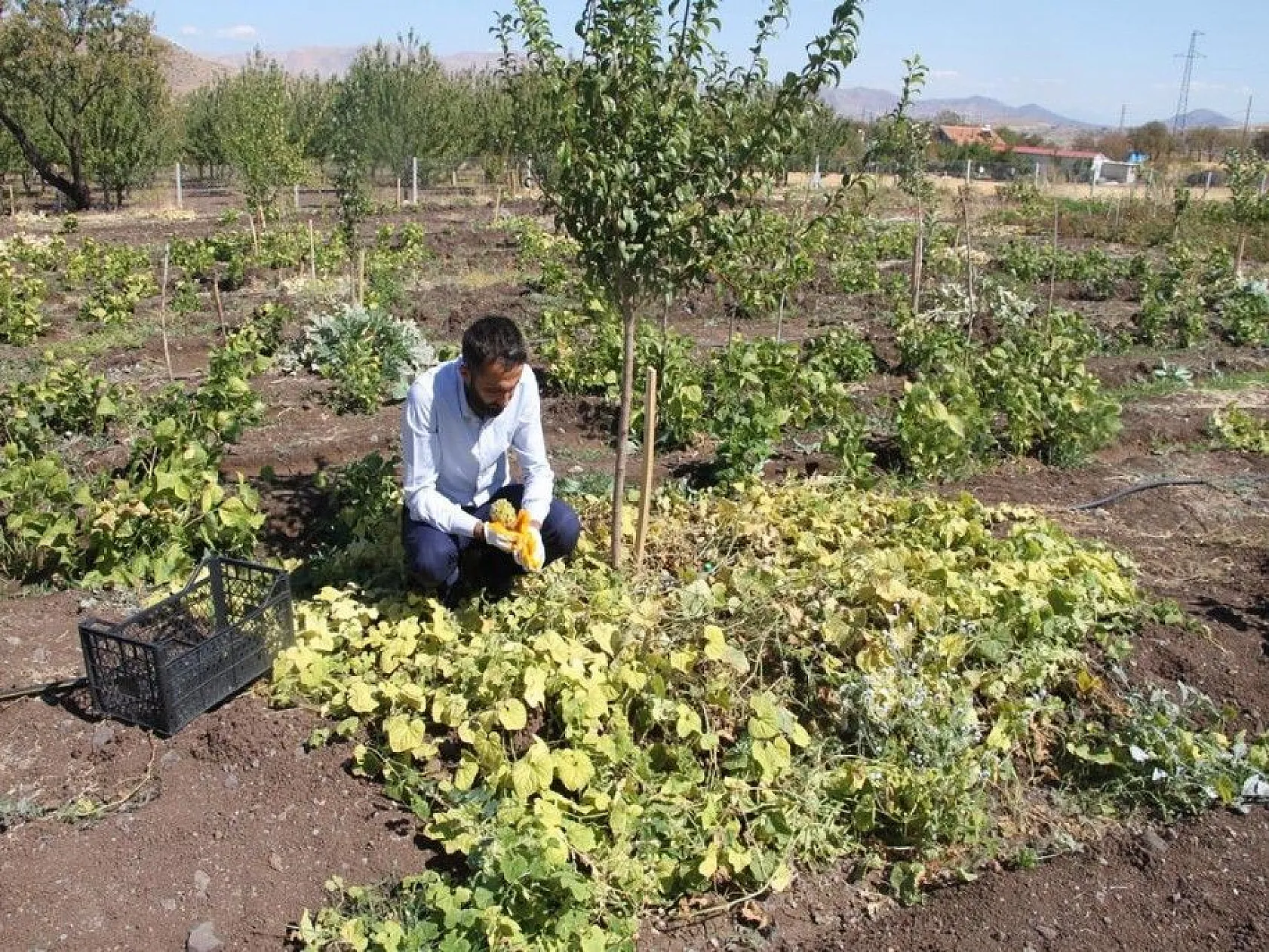 Bölgede ilki başardı, tropik Afrika meyvesi olan Kivano'yu yetiştirdi