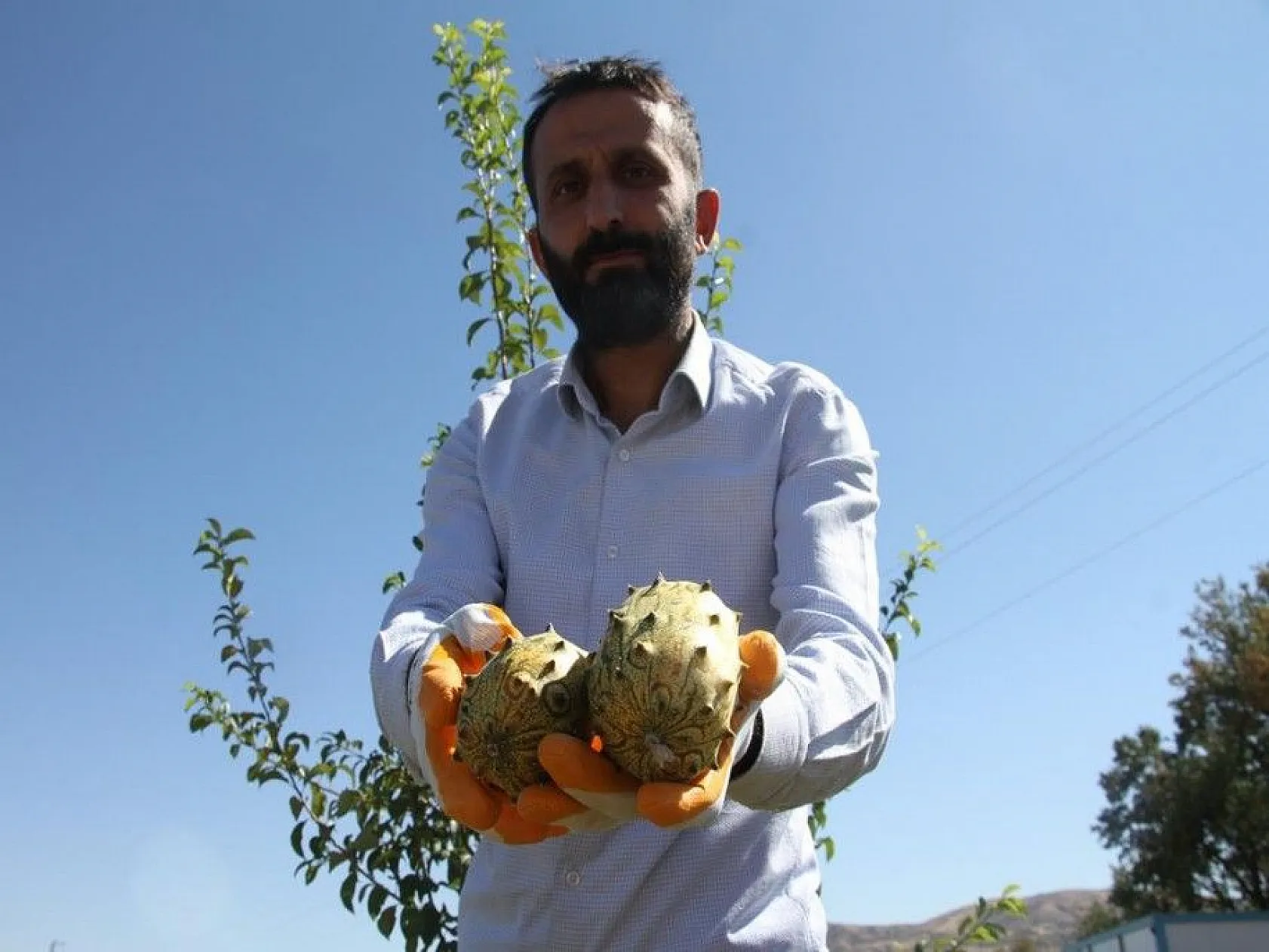 Bölgede ilki başardı, tropik Afrika meyvesi olan Kivano'yu yetiştirdi