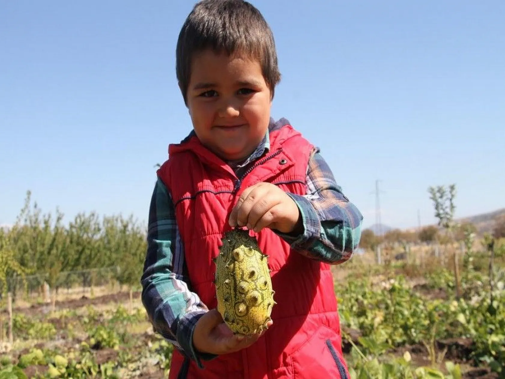 Bölgede ilki başardı, tropik Afrika meyvesi olan Kivano'yu yetiştirdi