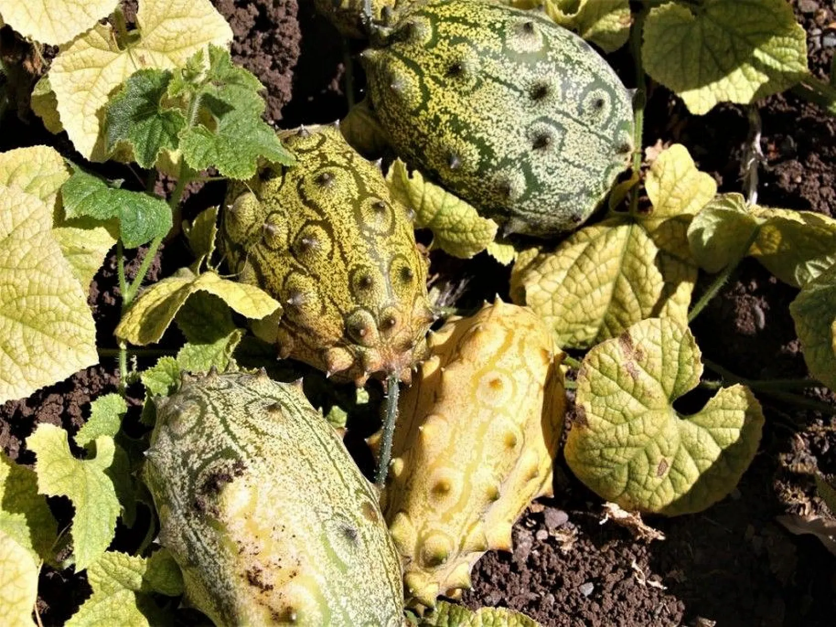 Bölgede ilki başardı, tropik Afrika meyvesi olan Kivano'yu yetiştirdi