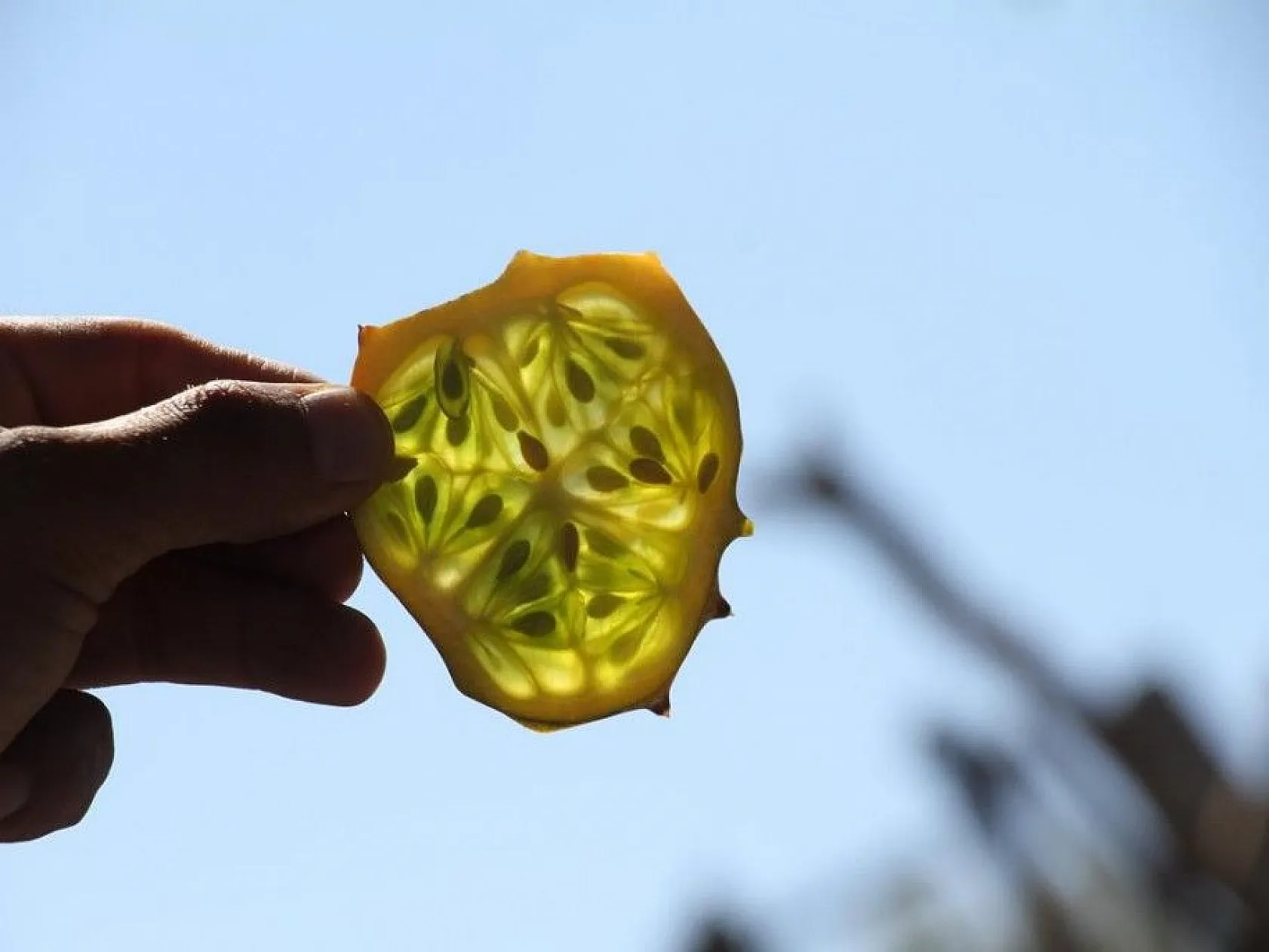 Bölgede ilki başardı, tropik Afrika meyvesi olan Kivano'yu yetiştirdi