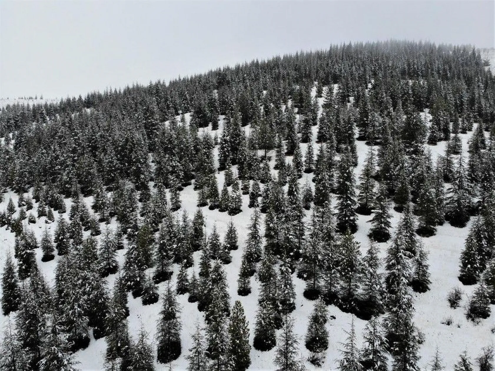 Harput'ta kar ve sis altındaki tarihin eşsiz manzarası