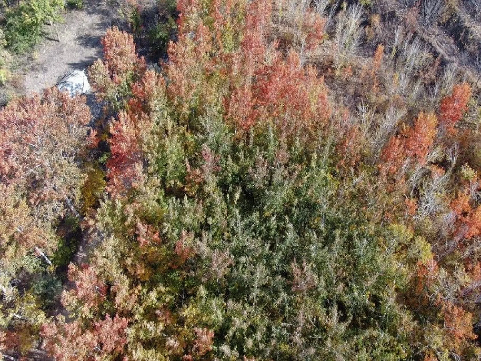 Elazığ'da sonbaharda rengarenk olan ağaçlar havadan görüntülendi