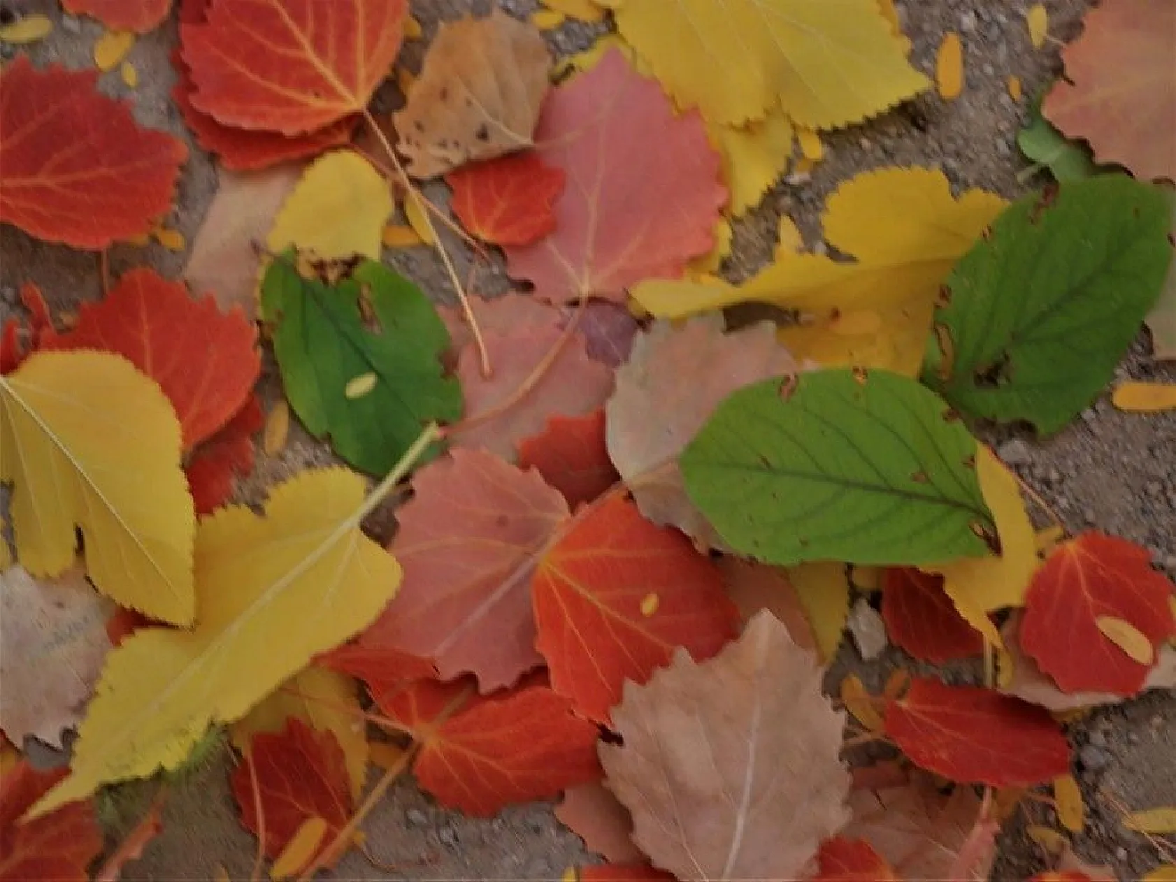 Elazığ'da sonbaharda rengarenk olan ağaçlar havadan görüntülendi