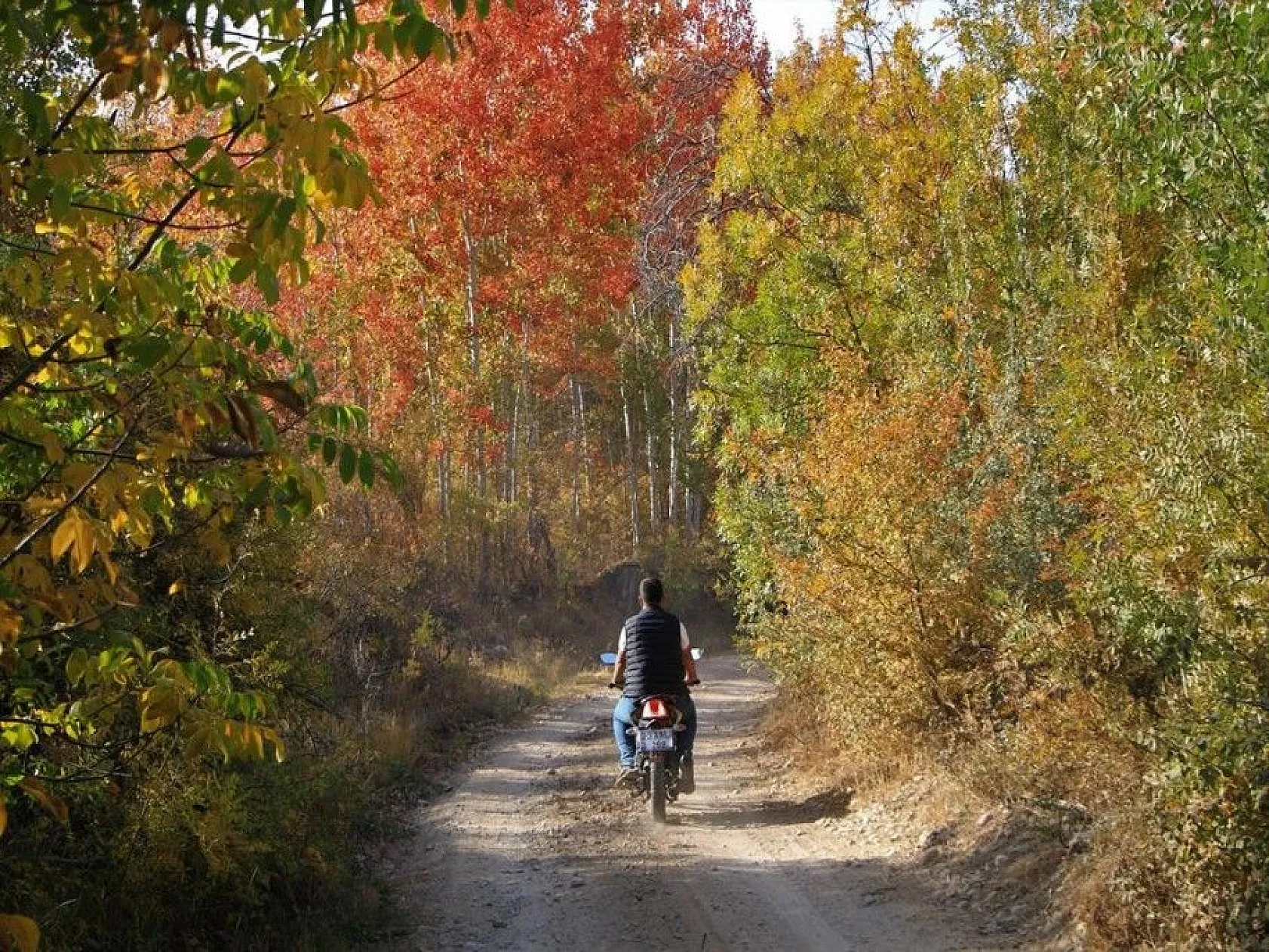 Elazığ'da sonbaharda rengarenk olan ağaçlar havadan görüntülendi