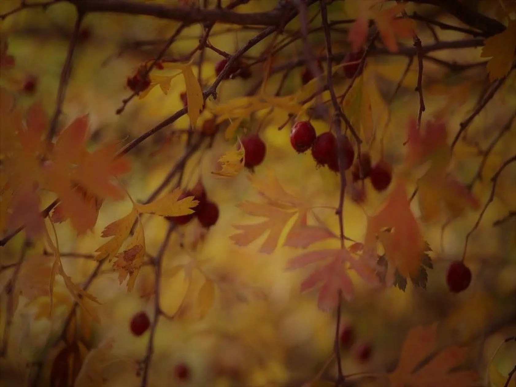 Elazığ'da sonbaharda rengarenk olan ağaçlar havadan görüntülendi